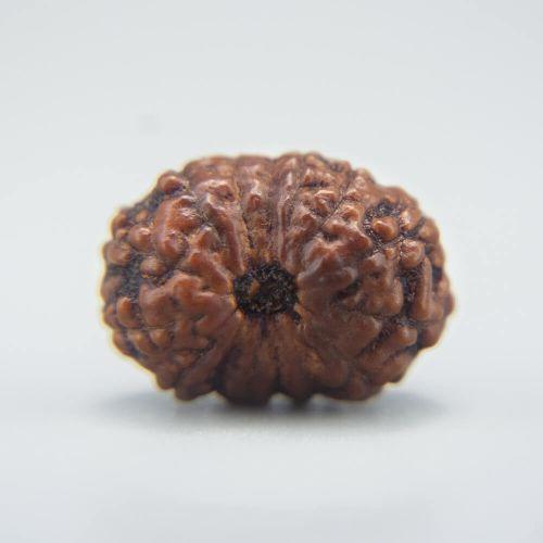 14 Mukhi Rudraksha Indonesian