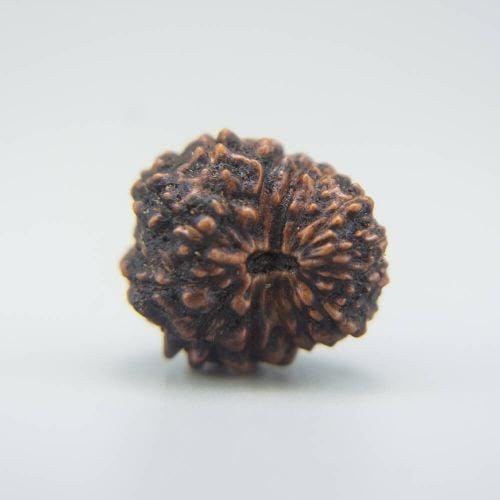 14 Mukhi Rudraksha Indonesian