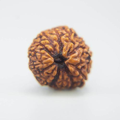 14 Mukhi Rudraksha Indonesian