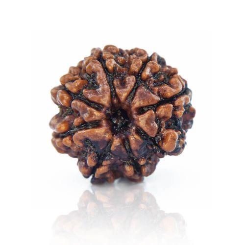 Natural 8 Mukhi Nepal Rudraksha