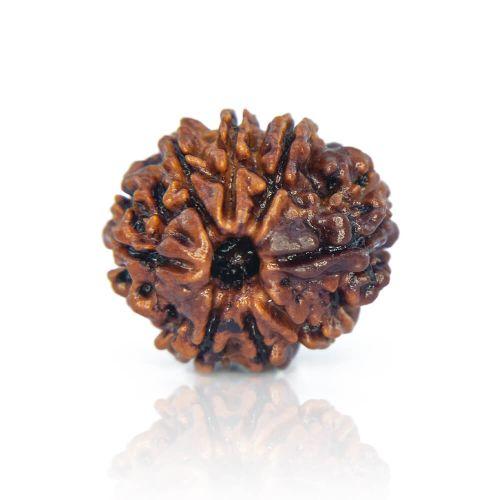 Natural 8 Mukhi Nepal Rudraksha