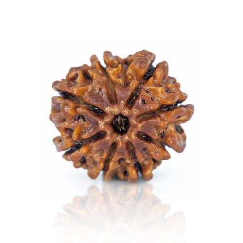 Natural 8 Mukhi Nepal Rudraksha