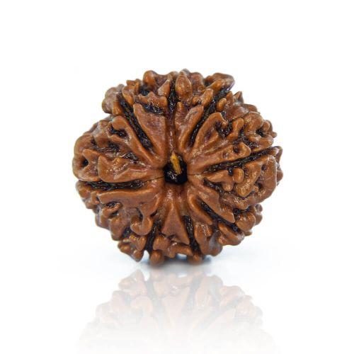 Natural 8 Mukhi Nepal Rudraksha