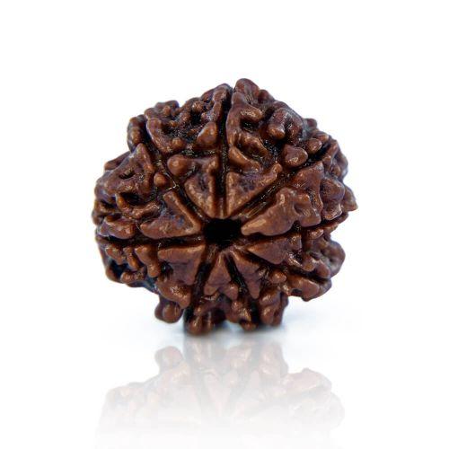 Natural 8 Mukhi Nepal Rudraksha