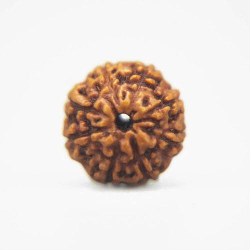 8 Mukhi Rudraksha Indonesian
