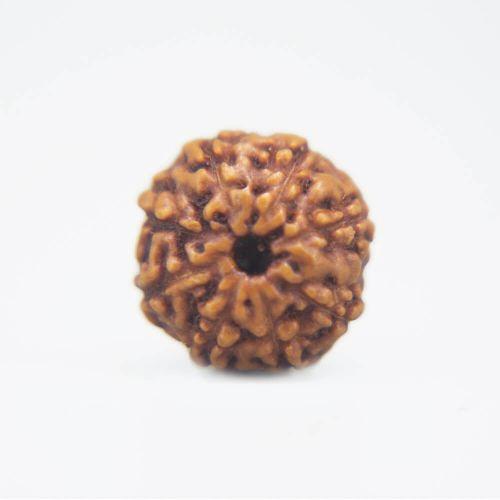 8 Mukhi Rudraksha Indonesian