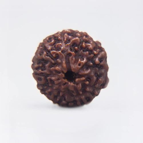 8 Mukhi Rudraksha Indonesian