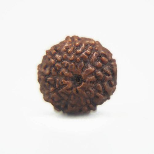 8 Mukhi Rudraksha Indonesian