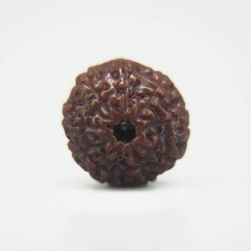 8 Mukhi Rudraksha Indonesian