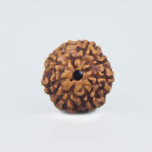 8 Mukhi Rudraksha Indonesian