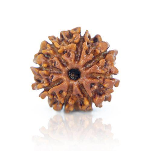 8 Mukhi Rudraksha