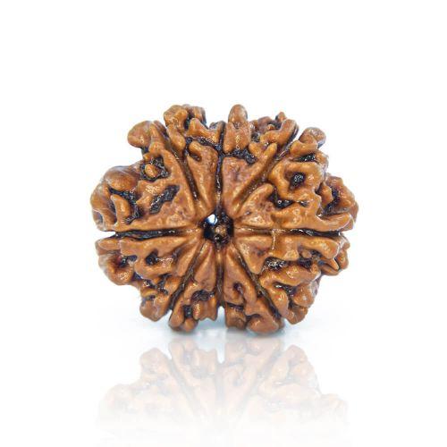 8 Mukhi Rudraksha