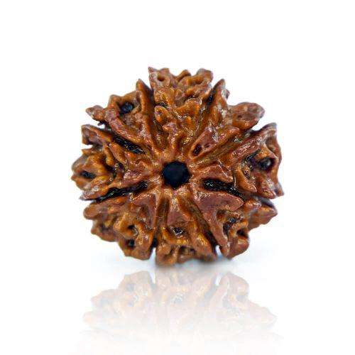 8 Mukhi Rudraksha