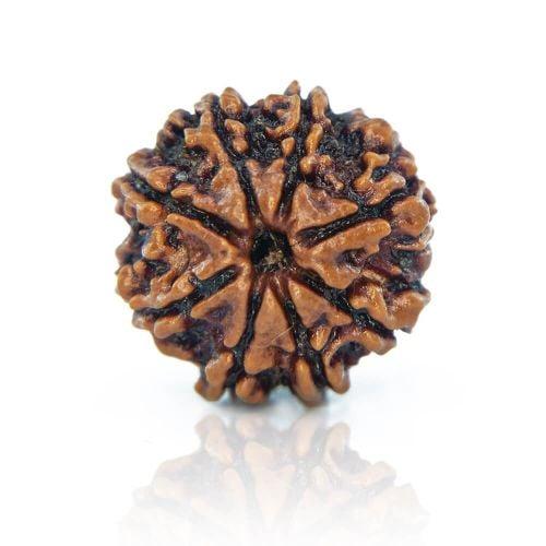 8 Mukhi Rudraksha