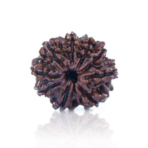 Natural 9 Mukhi Nepal Rudraksha