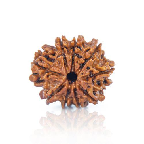 Natural 9 Mukhi Nepal Rudraksha