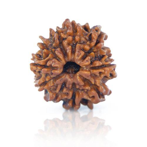 Natural 9 Mukhi Nepal Rudraksha