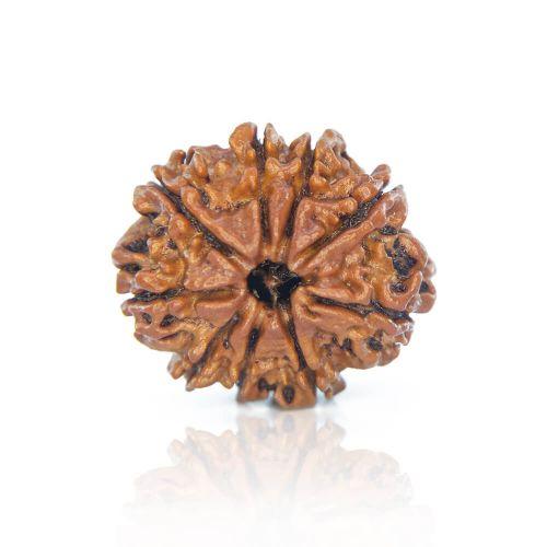 Natural 9 Mukhi Nepal Rudraksha