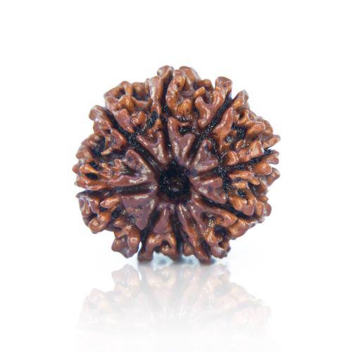Natural 9 Mukhi Nepal Rudraksha