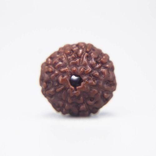 9 Mukhi Rudraksha Indonesian