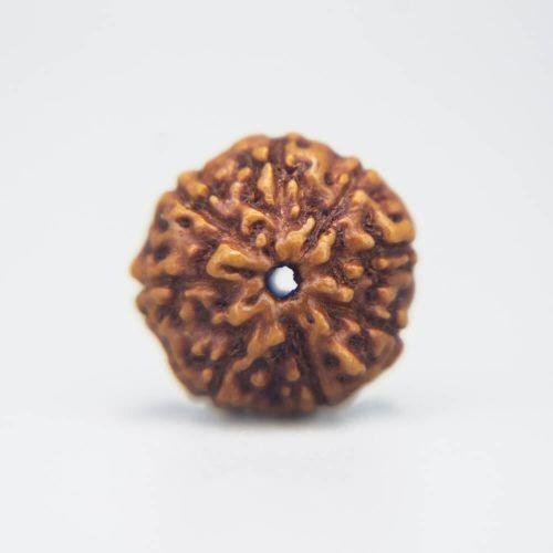 9 Mukhi Rudraksha Indonesian
