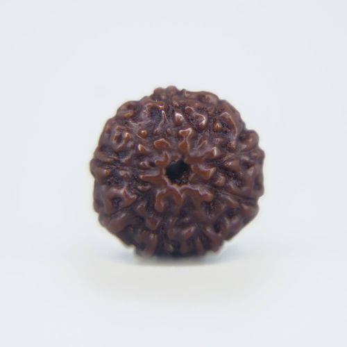 9 Mukhi Rudraksha Indonesian