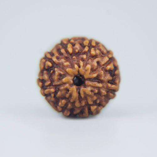 9 Mukhi Rudraksha Indonesian