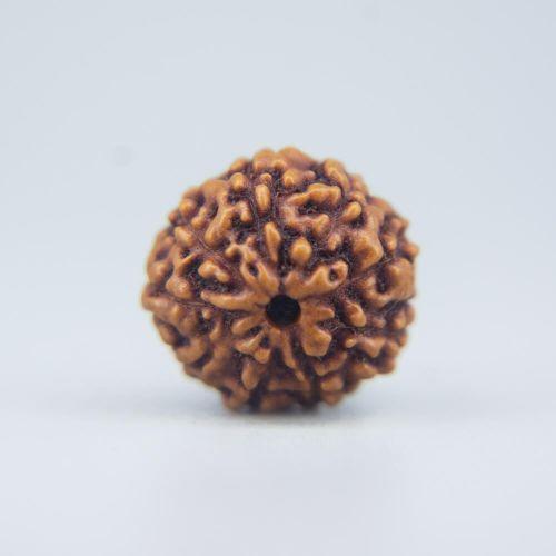 9 Mukhi Rudraksha Indonesian