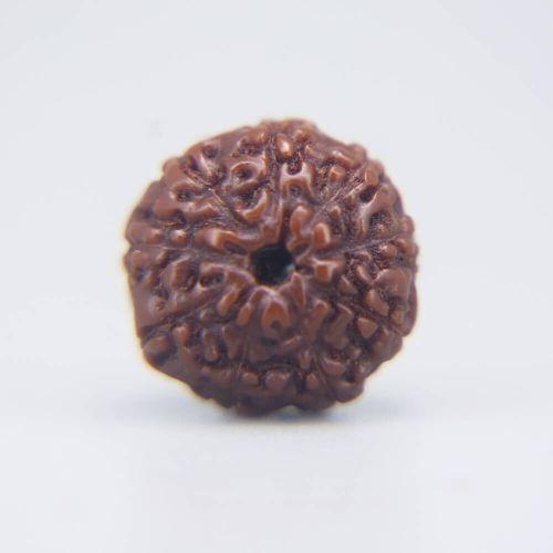 9 Mukhi Rudraksha Indonesian