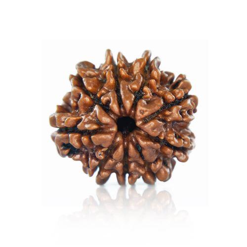 9 Mukhi Rudraksha