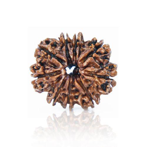 9 Mukhi Rudraksha