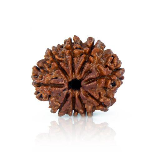 9 Mukhi Rudraksha