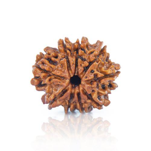 9 Mukhi Rudraksha