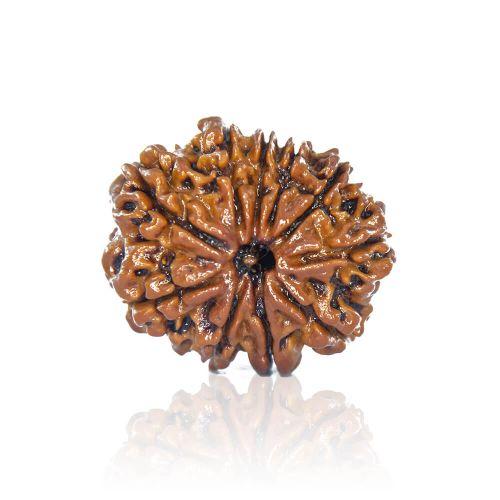 Natural 10 Mukhi Nepal Rudraksha