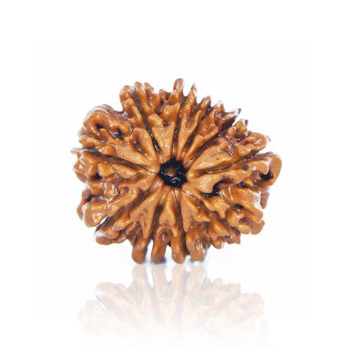 Natural 10 Mukhi Nepal Rudraksha