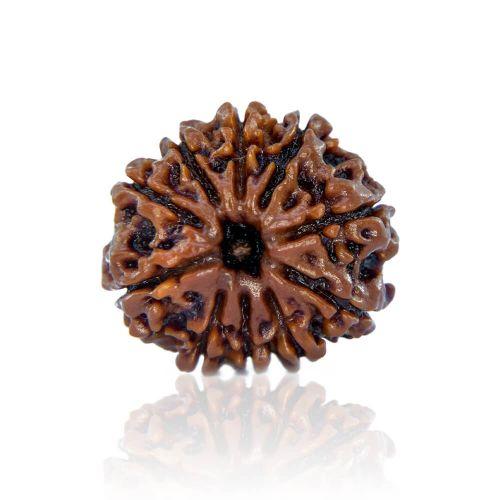 Natural 10 Mukhi Nepal Rudraksha