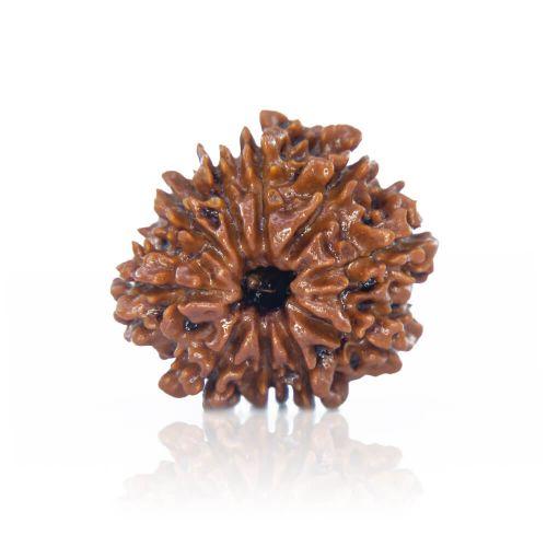 Natural 10 Mukhi Nepal Rudraksha