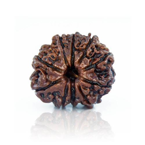 10 Mukhi Rudraksha