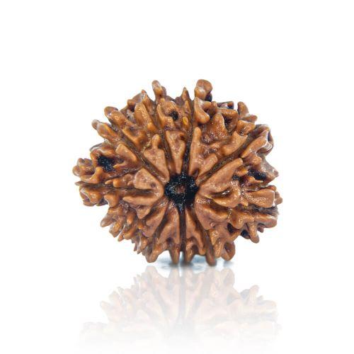 10 Mukhi Rudraksha