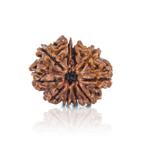 10 Mukhi Rudraksha