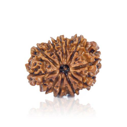 10 Mukhi Rudraksha