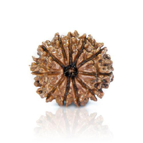Natural 11 Mukhi Nepal Rudraksha