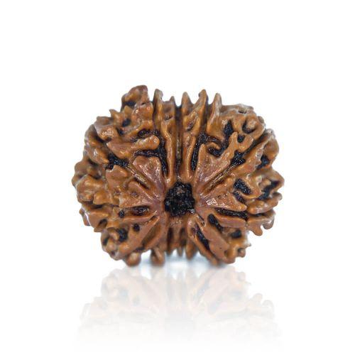 Natural 11 Mukhi Nepal Rudraksha