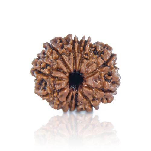Natural 11 Mukhi Nepal Rudraksha