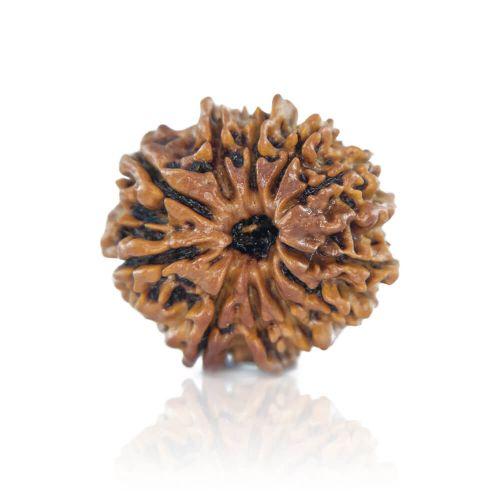 Natural 11 Mukhi Nepal Rudraksha
