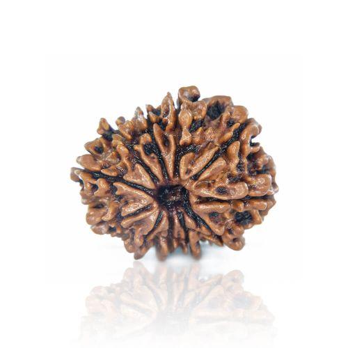Natural 11 Mukhi Nepal Rudraksha