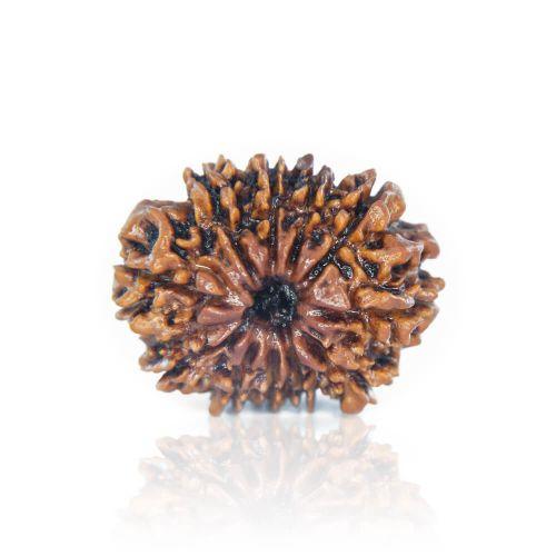 11 Mukhi Rudraksha