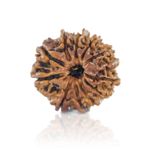 11 Mukhi Rudraksha