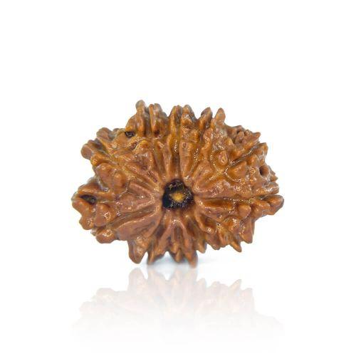 11 Mukhi Rudraksha