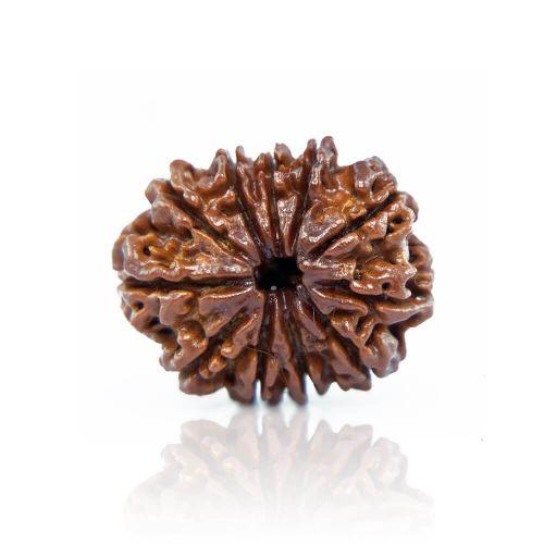 11 Mukhi Rudraksha